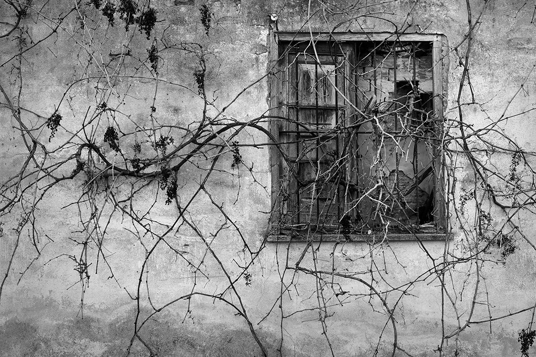 Bare branches around a closed window.